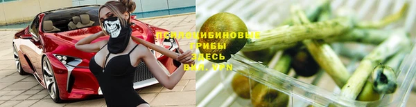стаф Алзамай